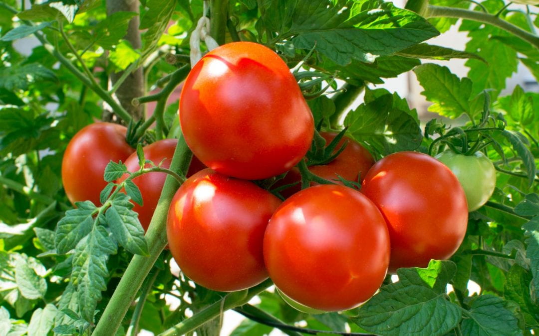 Tomatoes in Lebanon