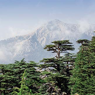 Ecology of Cedars: A very long relationship